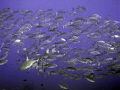   grey reef shark school jacks  